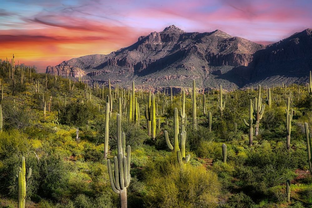 Desert landscape with tall cacti, green shrubs, and a mountain range under a colorful sunset.