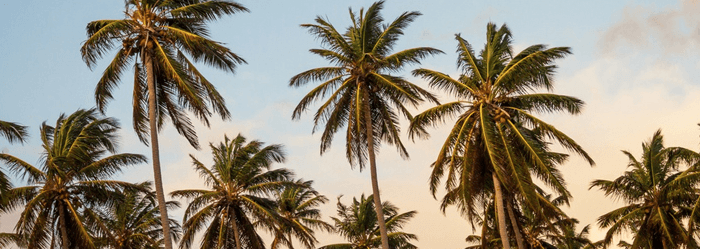 Palm trees against a cloudy sky.