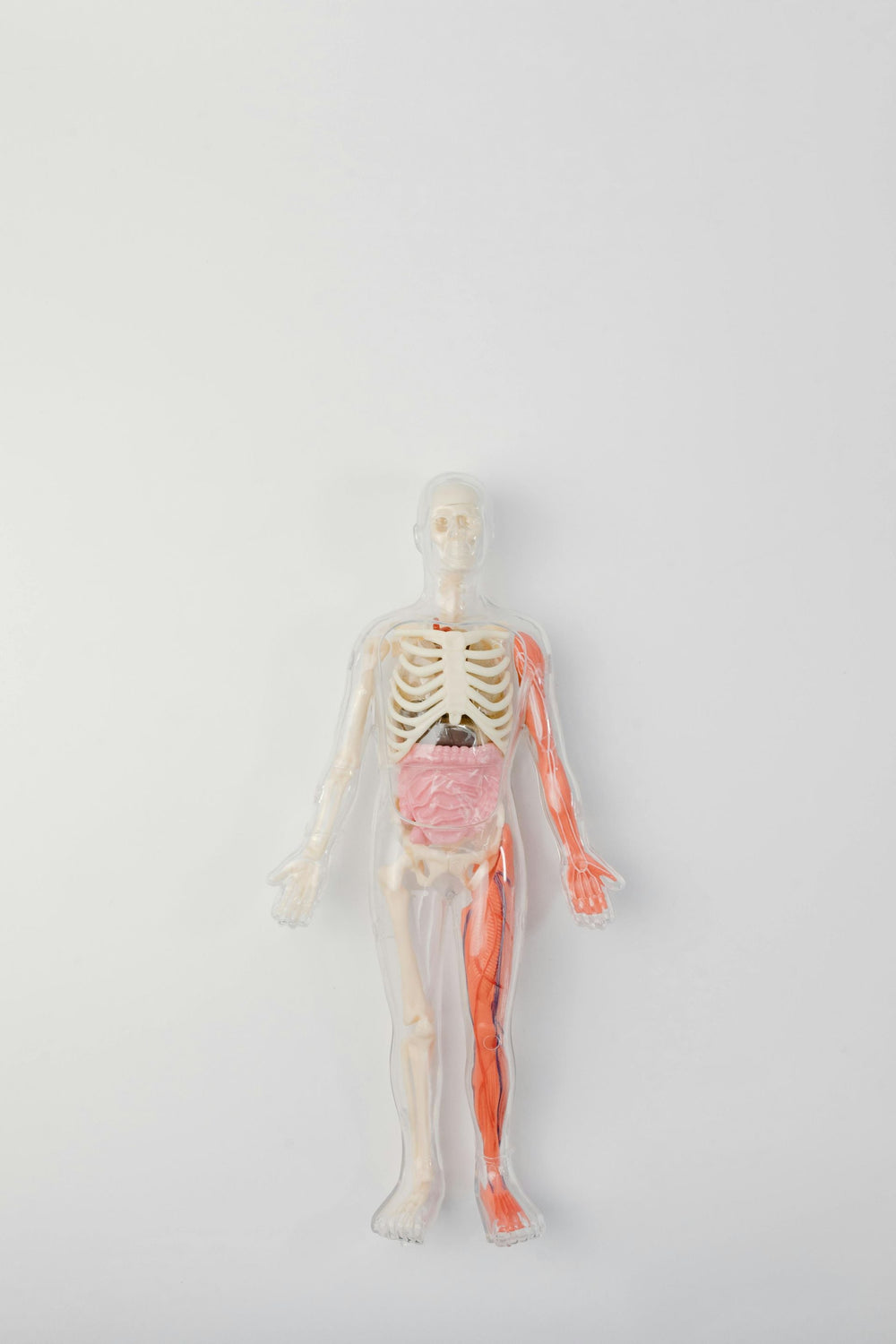 Anatomy model showing skeleton and muscles on the right side and internal organs in the torso.